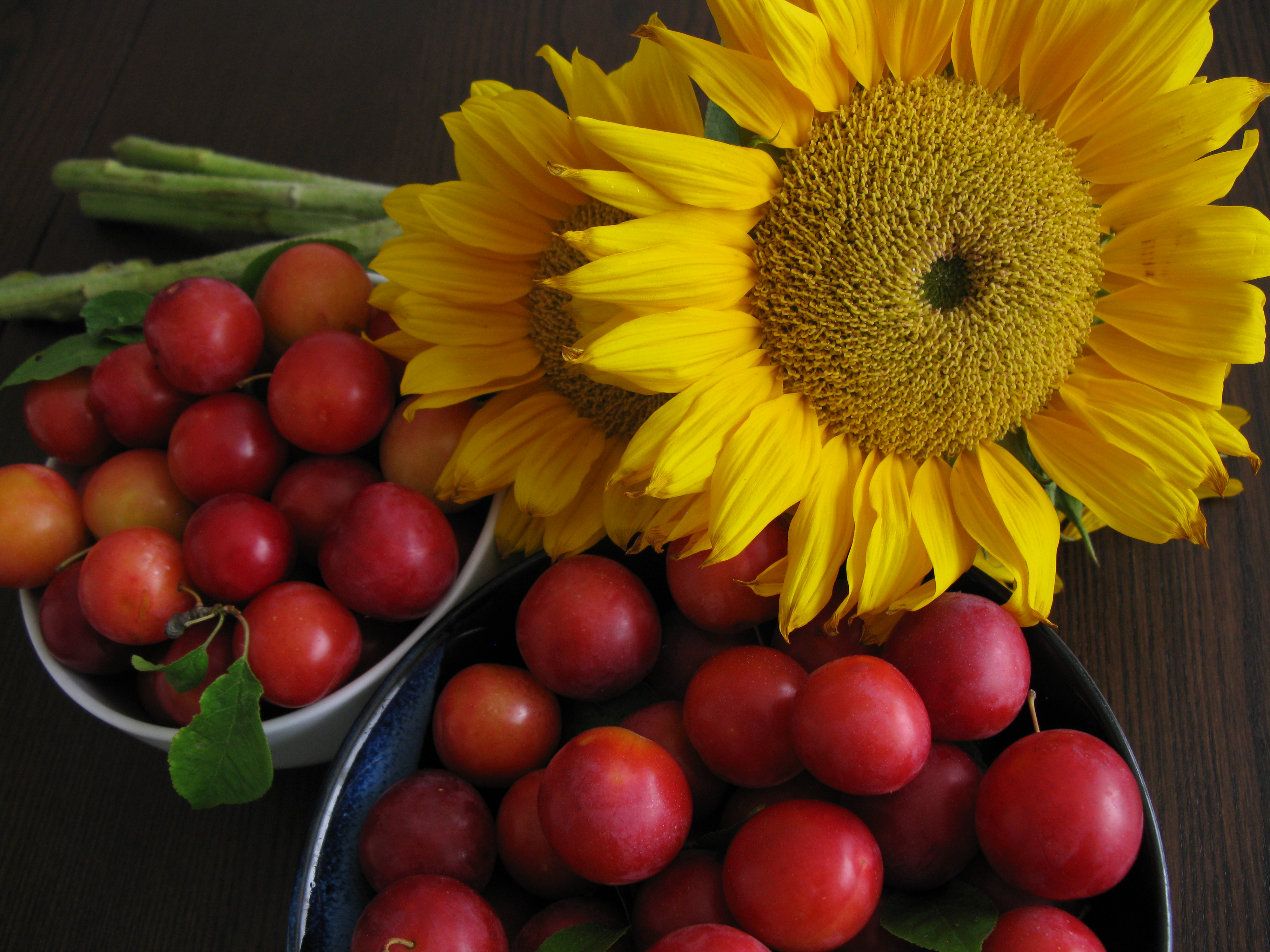 Sunflowers and Hand Picked Summer Plums